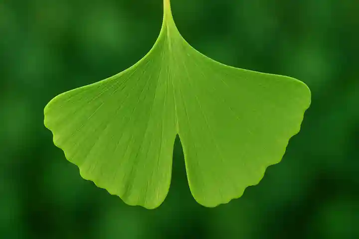 木舟山 順教寺(広島県)