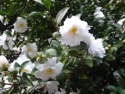 諏訪神社の自然