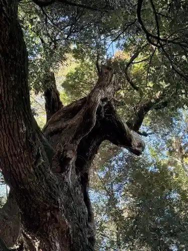 大杉神社の{uncategorized: "未分類", other: "その他", undefined: "問題あり", building: "その他建物", grave: "お墓", sacred_gate: "鳥居", guardian: "狛犬", statue: "像", buddha: "仏像", history: "歴史", nature: "自然", garden: "庭園", animal: "動物", pagoda: "塔", temizu: "手水舎", mountain_gate: "山門・神門", sanctuary: "本殿・本堂", subordinate: "末社・摂社", art: "芸術", scenery: "景色", jizo: "地蔵", ema: "絵馬", goshuin: "御朱印", omikuji: "おみくじ", items: "授与品その他", amulet: "お守り", goshuincho: "御朱印帳", eats: "食事", festival: "お祭り", votive_dance: "神楽", shichigosan: "七五三参", wedding: "結婚式", experience: "体験その他", initially: "初詣", around: "周辺", anti_infection: "感染症対策"}