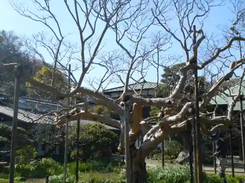 極楽寺（霊鷲山感應院極楽律寺）の庭園