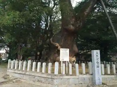 大分八幡宮(福岡県)