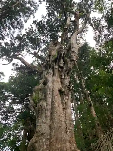 玉置神社の自然