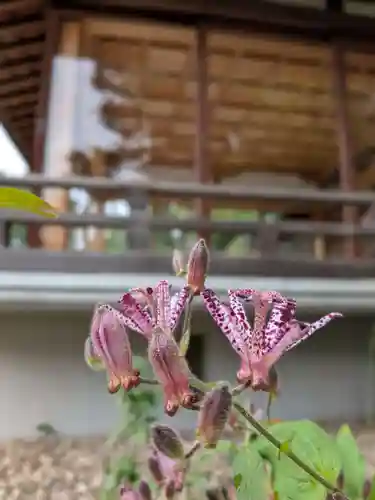 鳩森八幡神社の自然