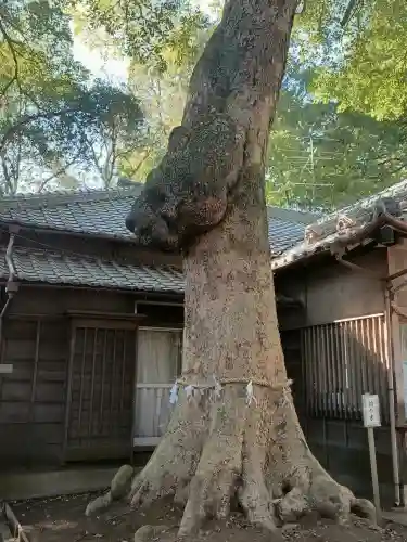氷川女體神社の{uncategorized: "未分類", other: "その他", undefined: "問題あり", building: "その他建物", grave: "お墓", sacred_gate: "鳥居", guardian: "狛犬", statue: "像", buddha: "仏像", history: "歴史", nature: "自然", garden: "庭園", animal: "動物", pagoda: "塔", temizu: "手水舎", mountain_gate: "山門・神門", sanctuary: "本殿・本堂", subordinate: "末社・摂社", art: "芸術", scenery: "景色", jizo: "地蔵", ema: "絵馬", goshuin: "御朱印", omikuji: "おみくじ", items: "授与品その他", amulet: "お守り", goshuincho: "御朱印帳", eats: "食事", festival: "お祭り", votive_dance: "神楽", shichigosan: "七五三参", wedding: "結婚式", experience: "体験その他", initially: "初詣", around: "周辺", anti_infection: "感染症対策"}