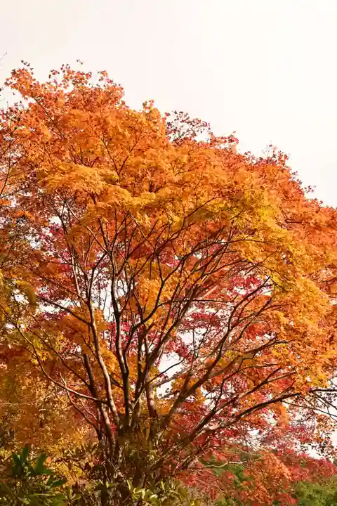金剛寺(高知県)