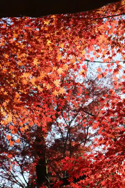 明王院(満願寺別院)の自然