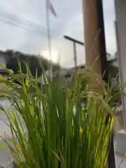 大鏑神社の自然