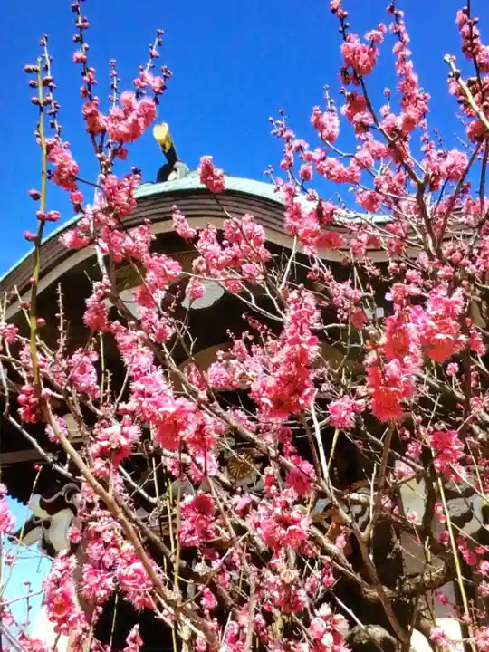 諏訪神社(東京都)