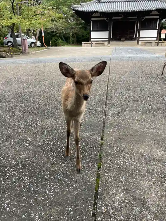 東大寺の動物