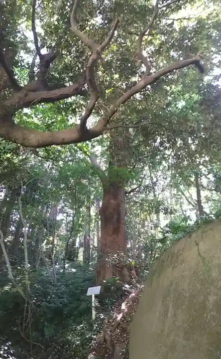 富戸三島神社の自然