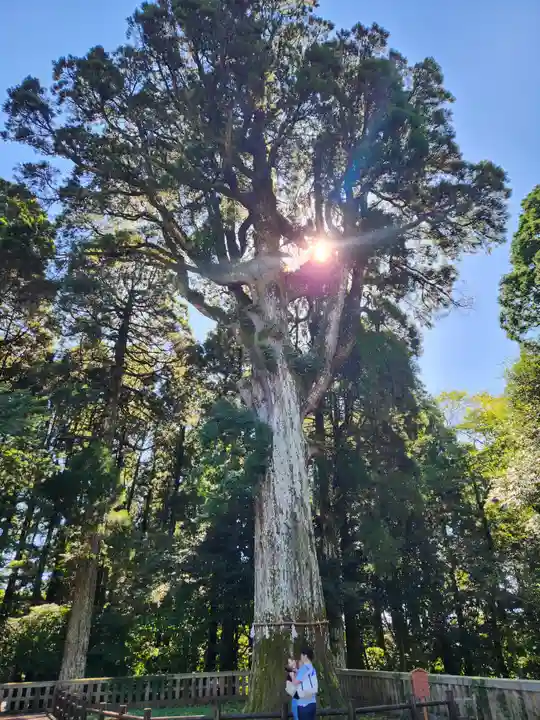 霧島神宮の自然