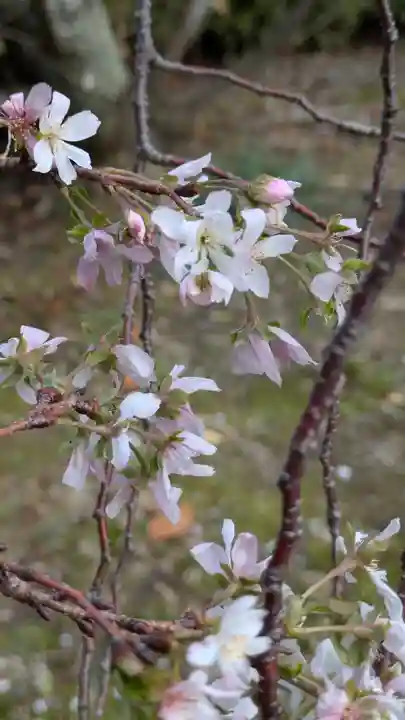 妙蓮寺(京都府)