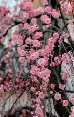 成願寺(東京都)