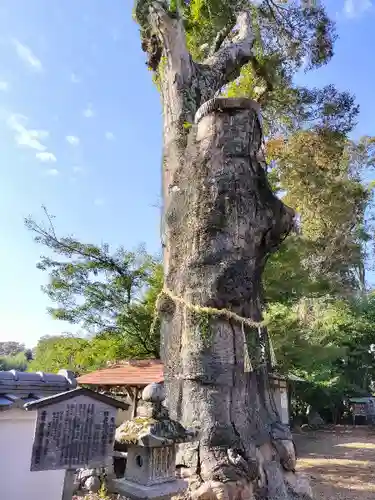 日吉神社(京都府)