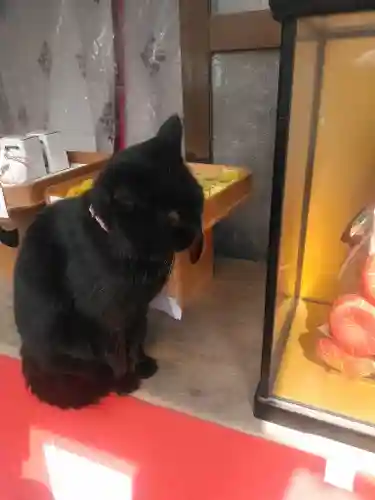 宇部護国神社の動物