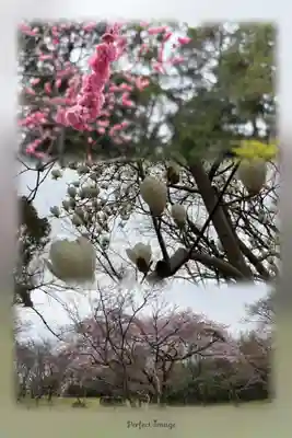 八阪神社の自然