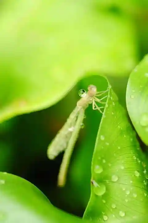 浄土寺(兵庫県)