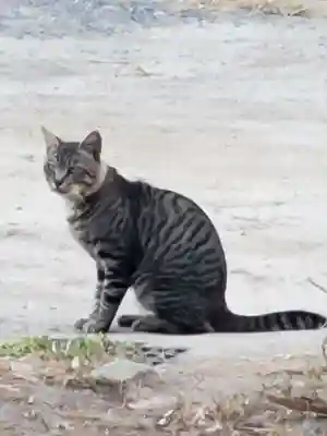 井手神社(愛媛県)