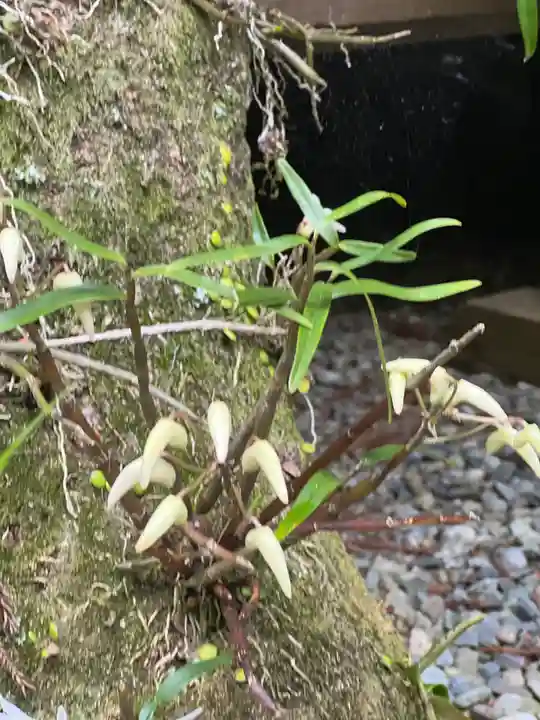 須山浅間神社の自然