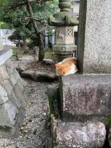 御井神社の動物