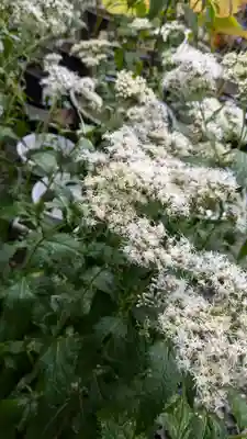 行願寺（革堂）(京都府)