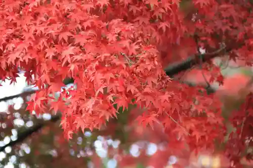 開成山大神宮の自然