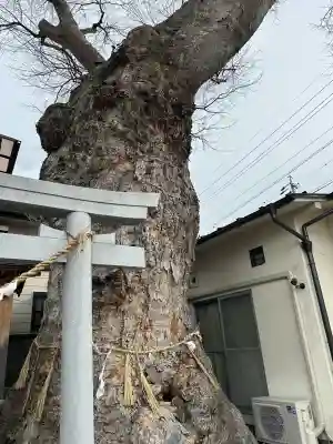 槻井泉神社の{uncategorized: "未分類", other: "その他", undefined: "問題あり", building: "その他建物", grave: "お墓", sacred_gate: "鳥居", guardian: "狛犬", statue: "像", buddha: "仏像", history: "歴史", nature: "自然", garden: "庭園", animal: "動物", pagoda: "塔", temizu: "手水舎", mountain_gate: "山門・神門", sanctuary: "本殿・本堂", subordinate: "末社・摂社", art: "芸術", scenery: "景色", jizo: "地蔵", ema: "絵馬", goshuin: "御朱印", omikuji: "おみくじ", items: "授与品その他", amulet: "お守り", goshuincho: "御朱印帳", eats: "食事", festival: "お祭り", votive_dance: "神楽", shichigosan: "七五三参", wedding: "結婚式", experience: "体験その他", initially: "初詣", around: "周辺", anti_infection: "感染症対策"}