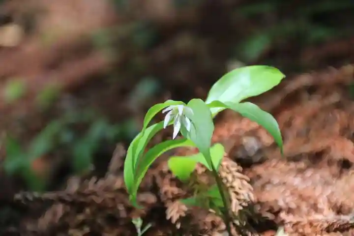 鹿島大神宮の自然