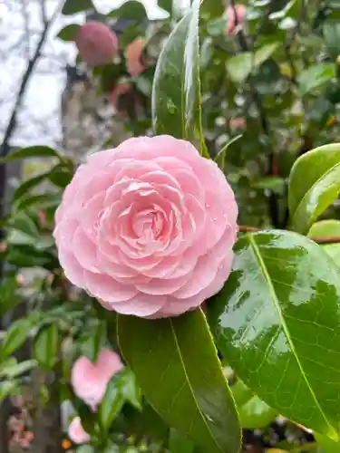 難波八阪神社の自然