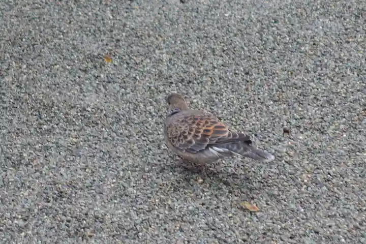 兵庫縣姫路護國神社の動物