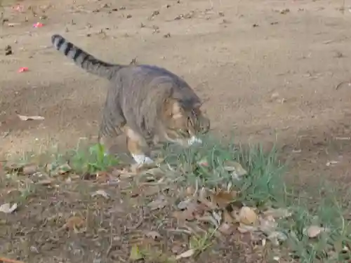 鎌数伊勢大神宮の動物