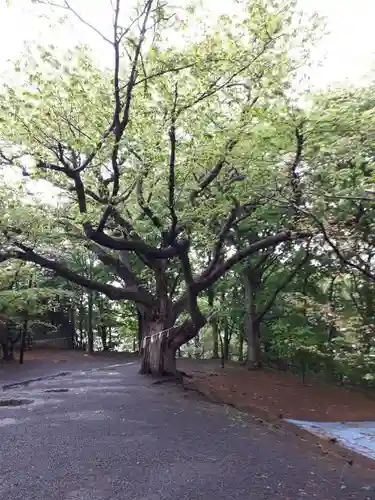 相馬神社の自然