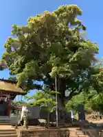 熊野神社(千葉県)