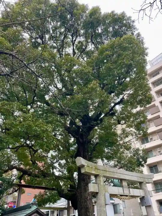 八幡神社の{uncategorized: "未分類", other: "その他", undefined: "問題あり", building: "その他建物", grave: "お墓", sacred_gate: "鳥居", guardian: "狛犬", statue: "像", buddha: "仏像", history: "歴史", nature: "自然", garden: "庭園", animal: "動物", pagoda: "塔", temizu: "手水舎", mountain_gate: "山門・神門", sanctuary: "本殿・本堂", subordinate: "末社・摂社", art: "芸術", scenery: "景色", jizo: "地蔵", ema: "絵馬", goshuin: "御朱印", omikuji: "おみくじ", items: "授与品その他", amulet: "お守り", goshuincho: "御朱印帳", eats: "食事", festival: "お祭り", votive_dance: "神楽", shichigosan: "七五三参", wedding: "結婚式", experience: "体験その他", initially: "初詣", around: "周辺", anti_infection: "感染症対策"}