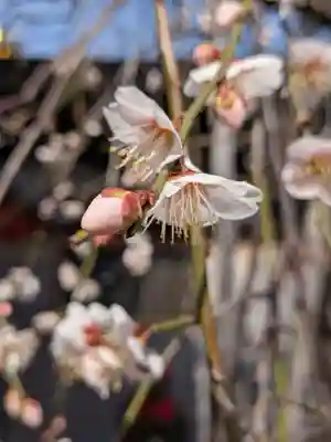 成願寺(東京都)