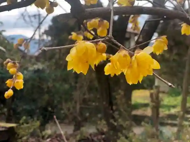 木舟山 順教寺の自然