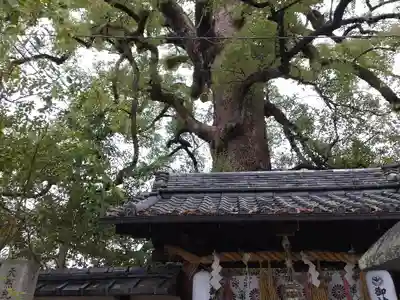 新熊野神社(京都府)