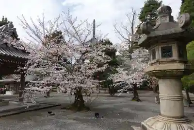 知恩院(京都府)
