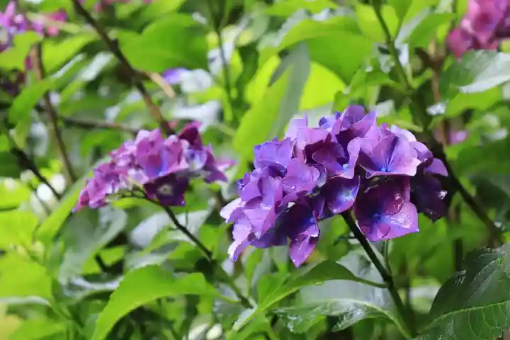 一條殿 新善光寺(京都府)