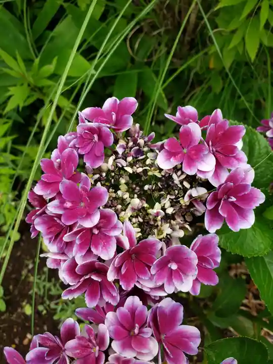 一乗寺(東京都)