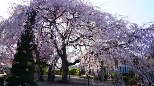 典厩寺の自然