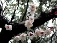 靖國神社の自然