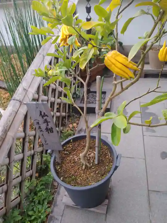 妙蓮寺(神奈川県)