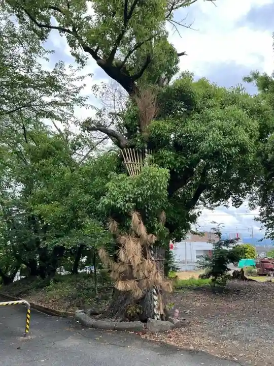 菟足神社の自然