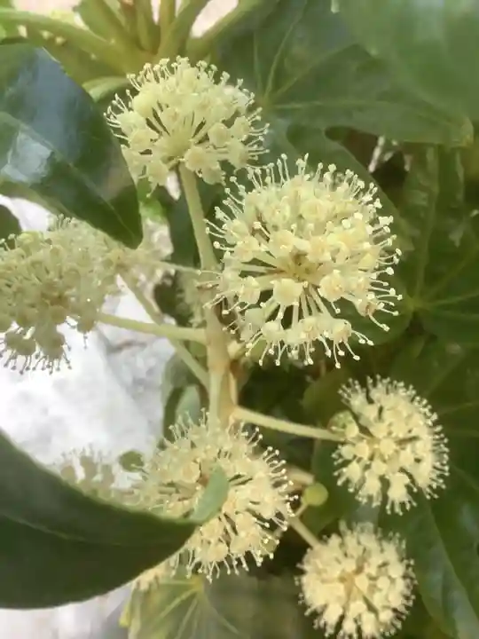 三輪神社(愛知県)