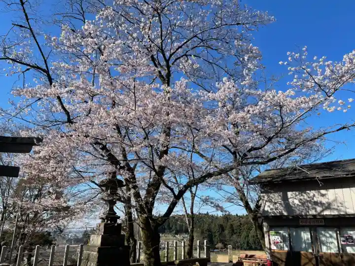 賀茂別雷神社の自然