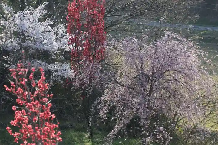 阿久津「田村神社」(郡山市阿久津町)旧社名:伊豆箱根三嶋三社の自然