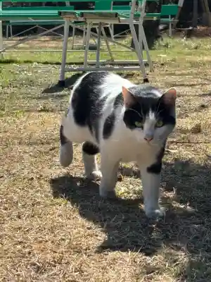山梨縣護國神社の{uncategorized: "未分類", other: "その他", undefined: "問題あり", building: "その他建物", grave: "お墓", sacred_gate: "鳥居", guardian: "狛犬", statue: "像", buddha: "仏像", history: "歴史", nature: "自然", garden: "庭園", animal: "動物", pagoda: "塔", temizu: "手水舎", mountain_gate: "山門・神門", sanctuary: "本殿・本堂", subordinate: "末社・摂社", art: "芸術", scenery: "景色", jizo: "地蔵", ema: "絵馬", goshuin: "御朱印", omikuji: "おみくじ", items: "授与品その他", amulet: "お守り", goshuincho: "御朱印帳", eats: "食事", festival: "お祭り", votive_dance: "神楽", shichigosan: "七五三参", wedding: "結婚式", experience: "体験その他", initially: "初詣", around: "周辺", anti_infection: "感染症対策"}