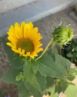 總社 和田八幡宮の自然