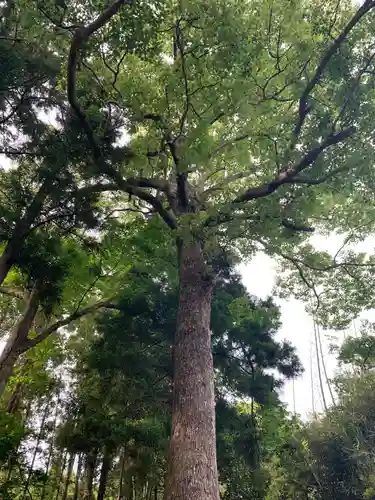 天御中主神社の自然